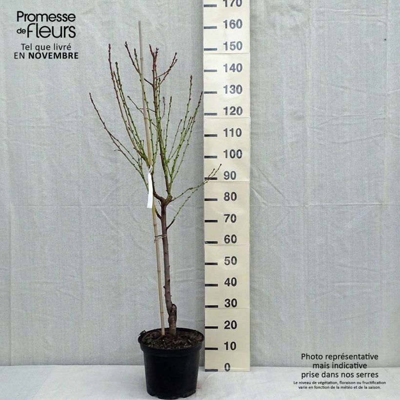Prunus persica Teton de Venus - Peach Tree sample as delivered in autumn