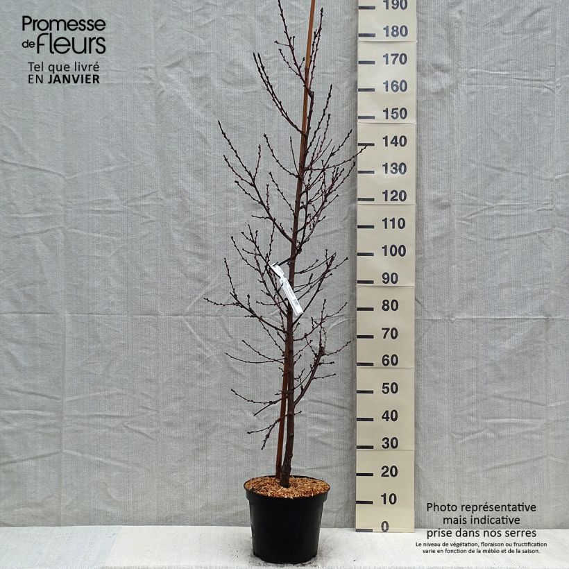 Pêcher à fleurs - Prunus persica Taoflora Pink Pot de 7,5L/10L sample as delivered in winter