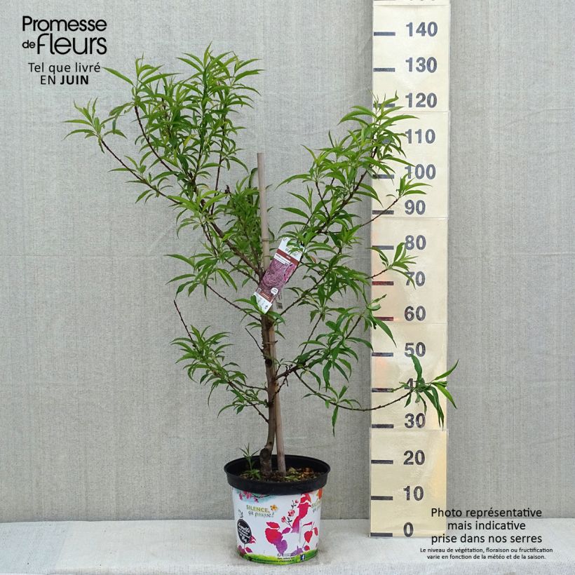 Prunus persica Taoflora Pink - Peach Tree sample as delivered in spring