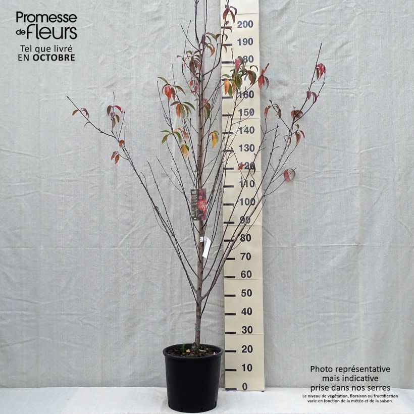 Pêcher à fleurs - Prunus persica Taoflora Red Pot de 7,5L/10L sample as delivered in autumn