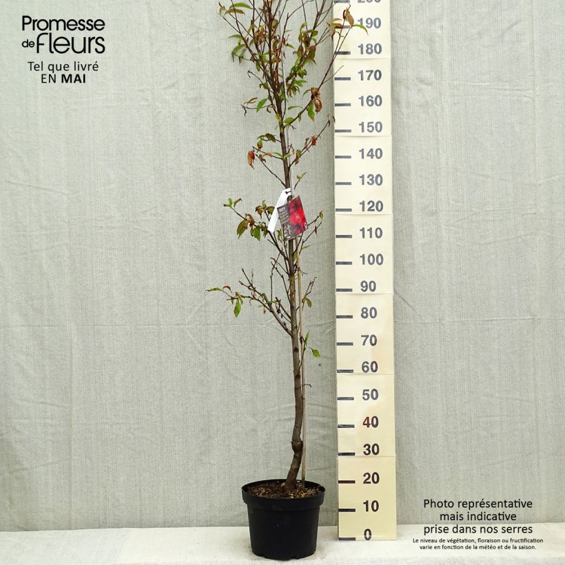 Prunus persica Taoflora Red - Peach Tree sample as delivered in spring