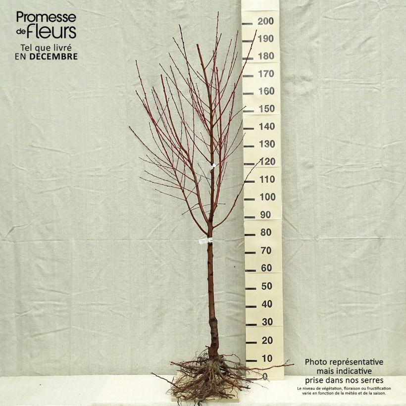 Prunus persica Andromeda - Peach Tree sample as delivered in winter