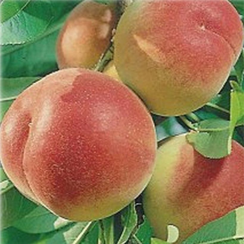 Prunus persica Yellow Vine - Peach tree (Harvest)