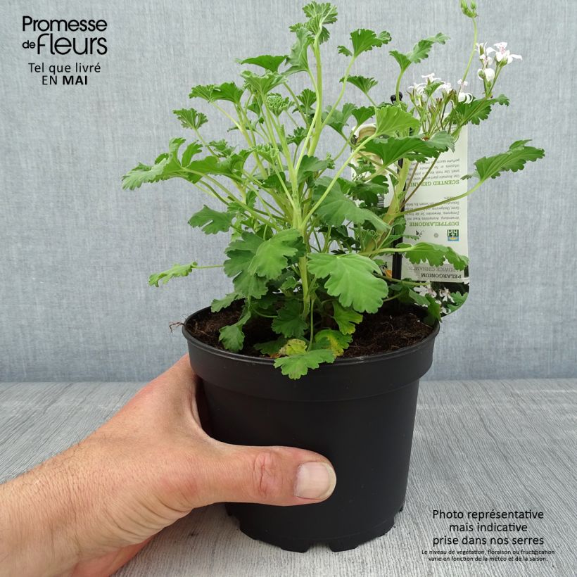 Pelargonium Ardwick Cinnamon - Géranium d'odeur parfum cannelle Pot de 1,5L/2L sample as delivered in spring