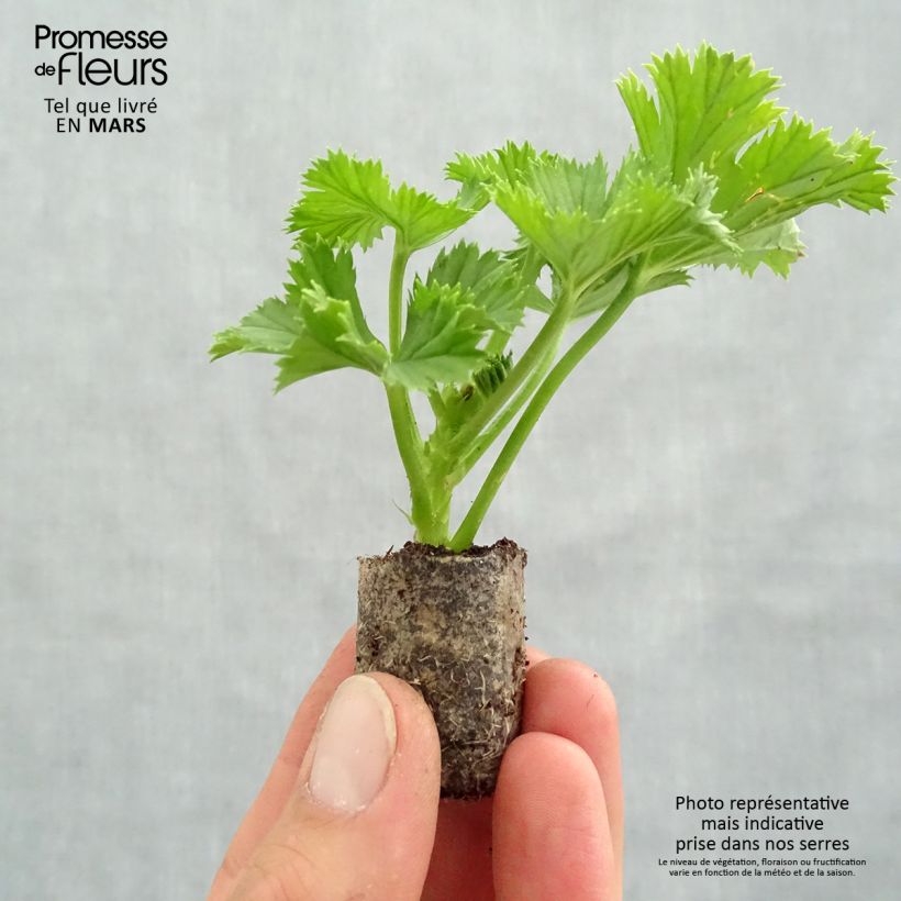 Pelargonium Bermuda Merlot - Regal Geranium sample as delivered in spring