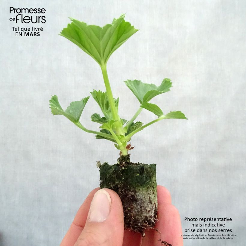 Pelargonium Burghi - Regal Geranium sample as delivered in spring