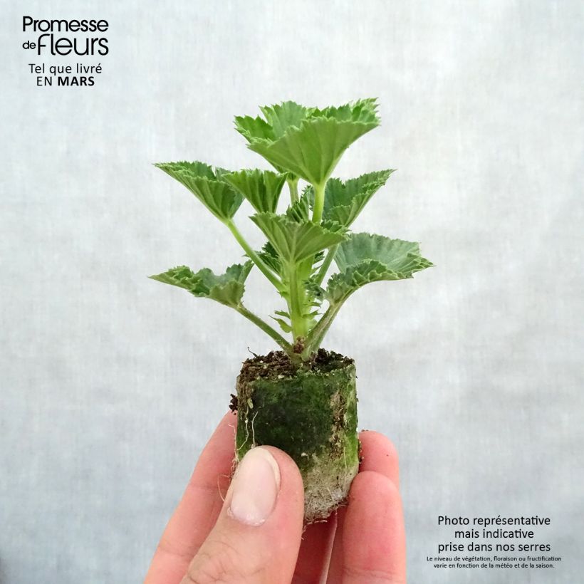 Pelargonium Cynthia - Regal Geranium sample as delivered in spring