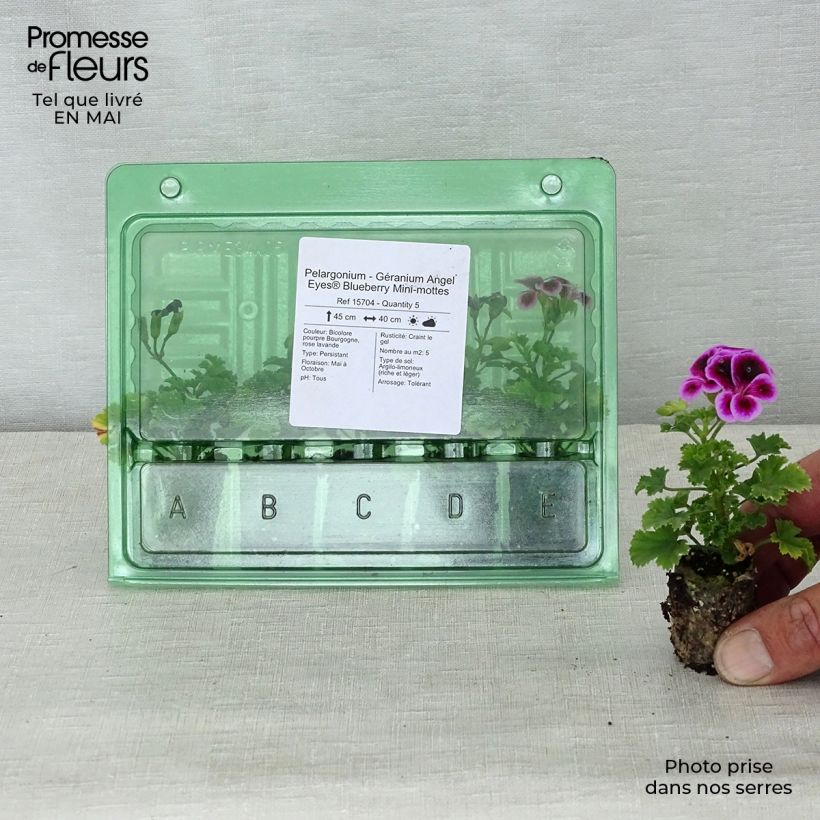 Pelargonium Angel Eyes Blueberry - Regal Geranium Plug plant 3/4cm sample as delivered in spring