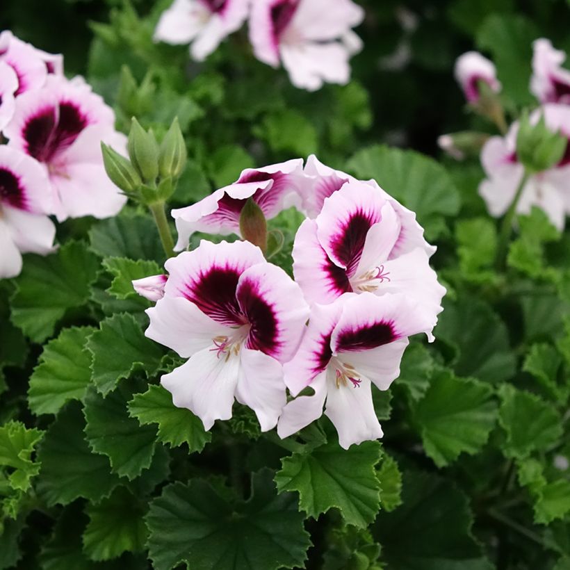 Pelargonium Mosquitaway Lizzy (Flowering)