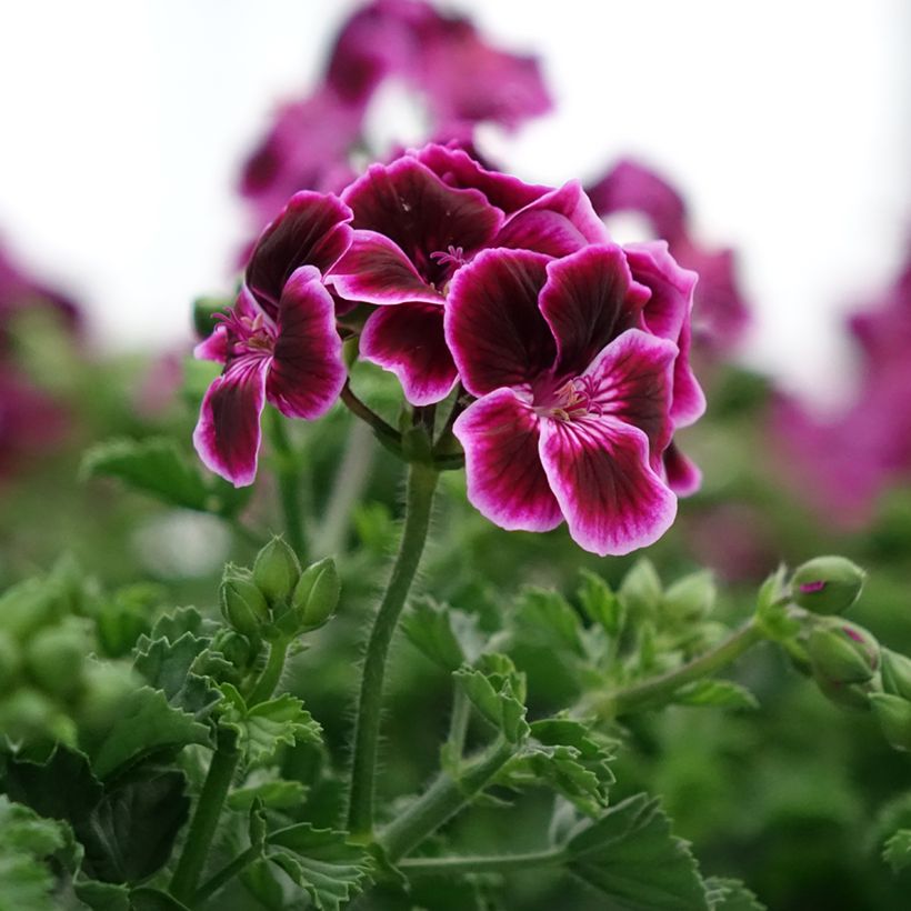 Pelargonium Mosquitaway Megan (Flowering)