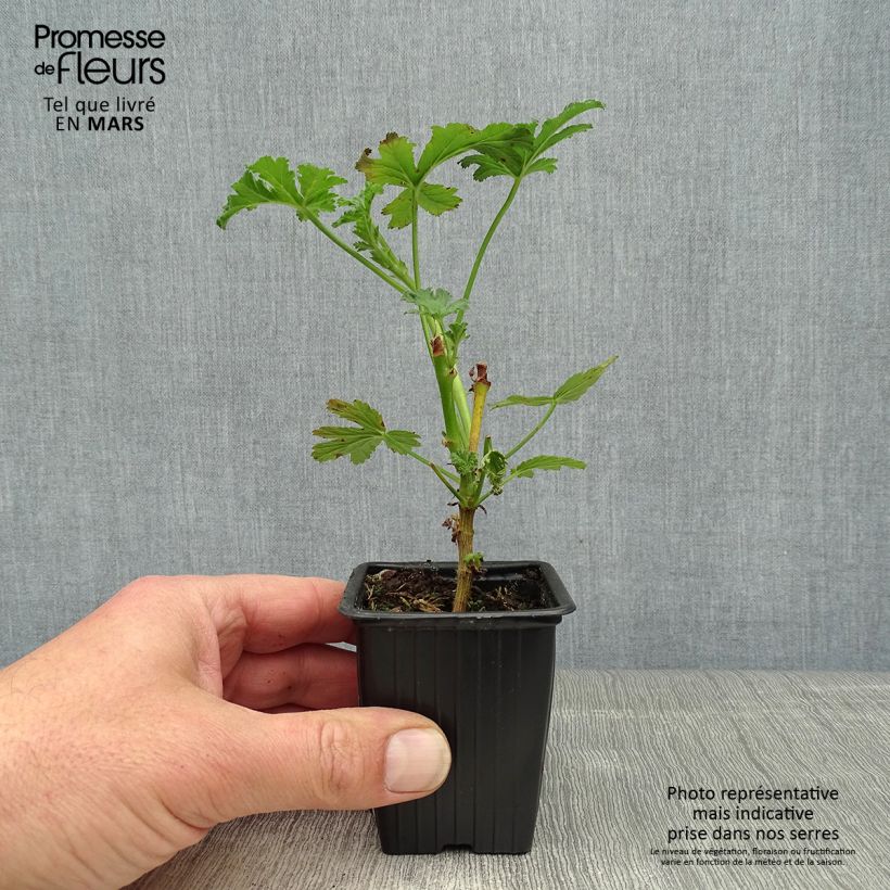 Pelargonium Paton's Unique sample as delivered in spring