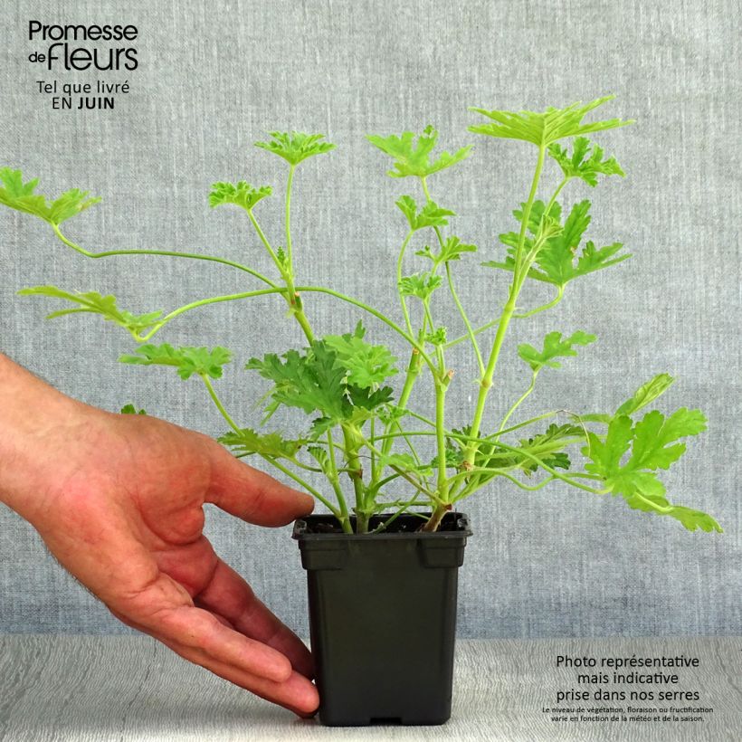 Pelargonium graveolens 7/8 cm pot sample as delivered in summer