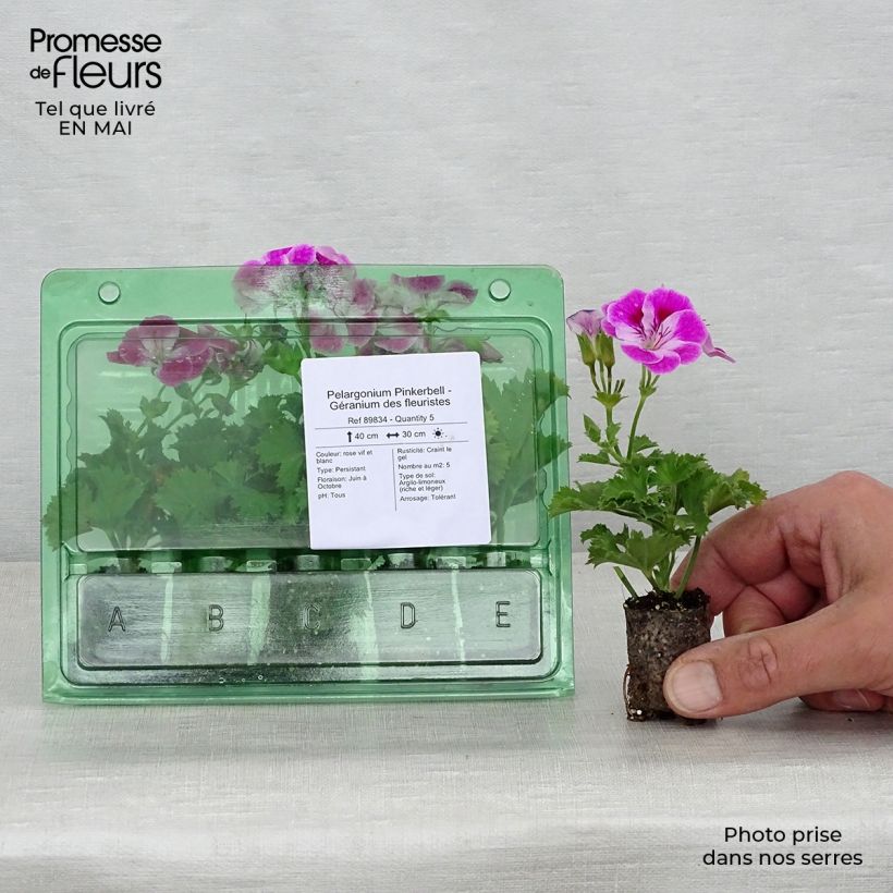 Pelargonium Pinkerbell - Regal Geranium Plug plant 3/4cm sample as delivered in spring