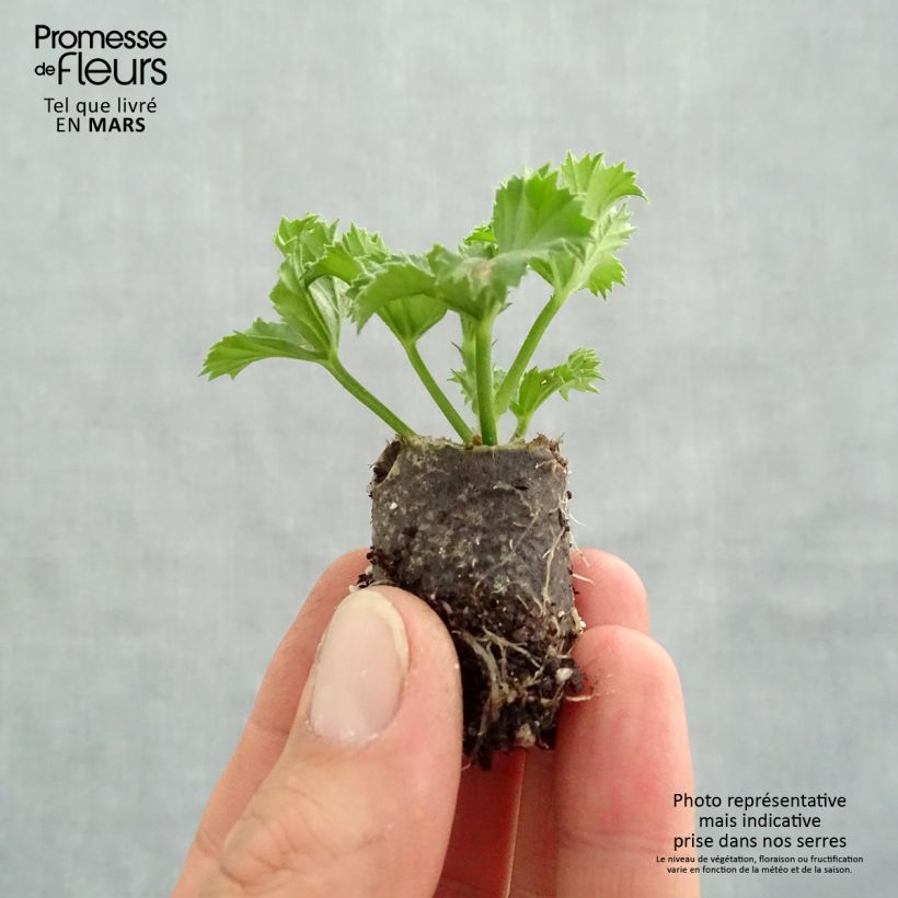 Pelargonium Pinkerbell - Regal Geranium sample as delivered in spring