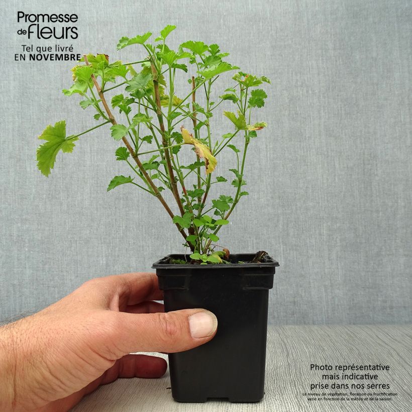 Pelargonium citriodorum Prince Of Orange sample as delivered in autumn