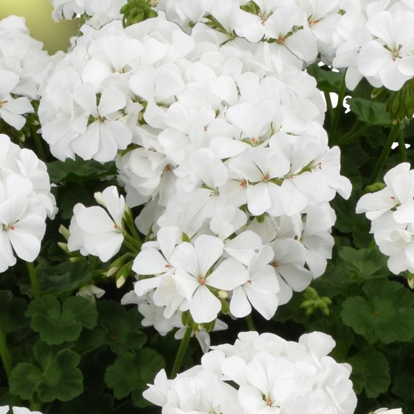 Pelargonium TwoinOne White (Flowering)