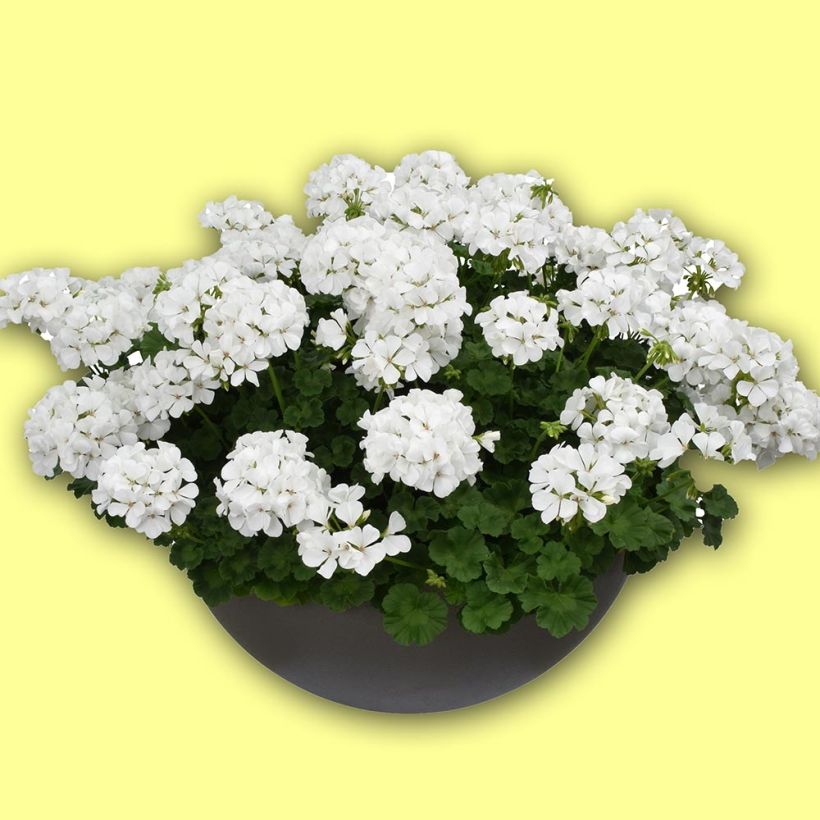 Pelargonium TwoinOne White (Plant habit)