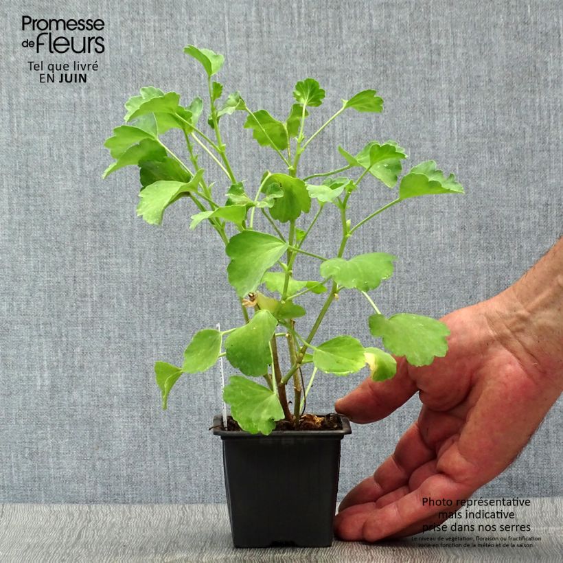 Pelargonium acetosum - Géranium botanique  - Godet de 8/9 cm sample as delivered in summer