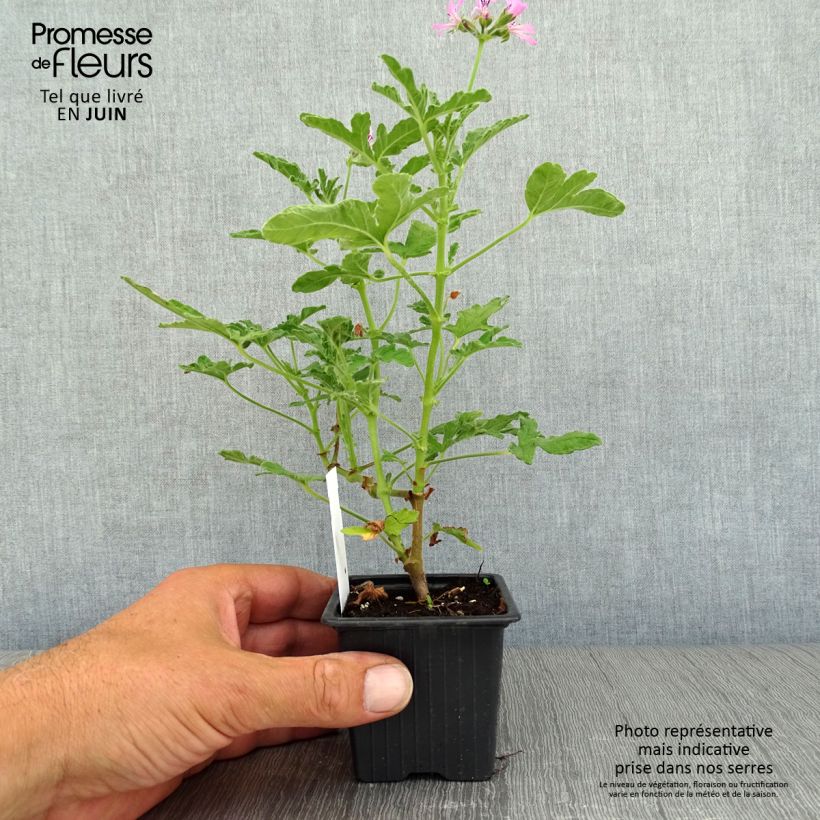 Pelargonium Brunswick - Regal Geranium 8/9 cm pot sample as delivered in summer