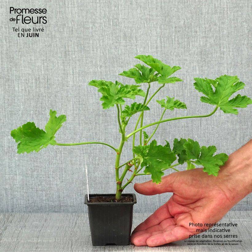 Pelargonium Brunswick - Regal Geranium sample as delivered in spring