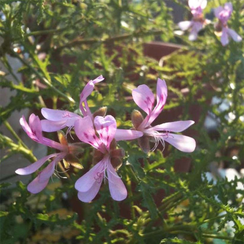 Pelargonium denticulatum Filicifolium (Flowering)
