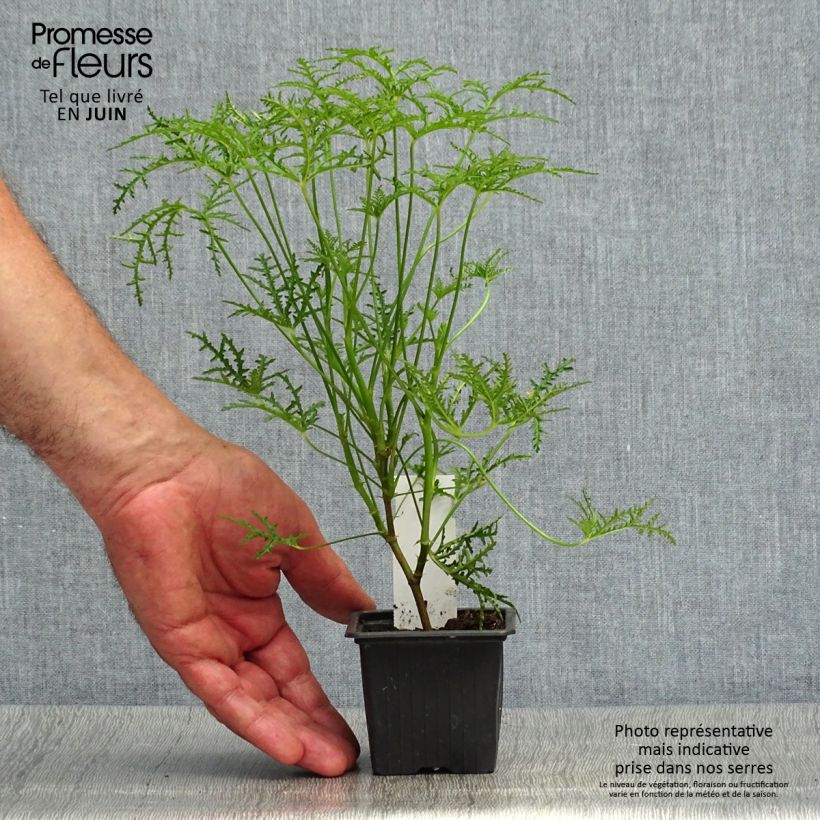Pelargonium denticulatum Filicifolium 7/8 cm pot sample as delivered in summer
