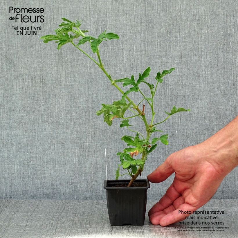 Pelargonium graveolens Robert's Lemon Rose sample as delivered in spring