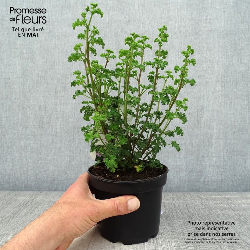 Pelargonium crispum Minor sample as delivered in spring