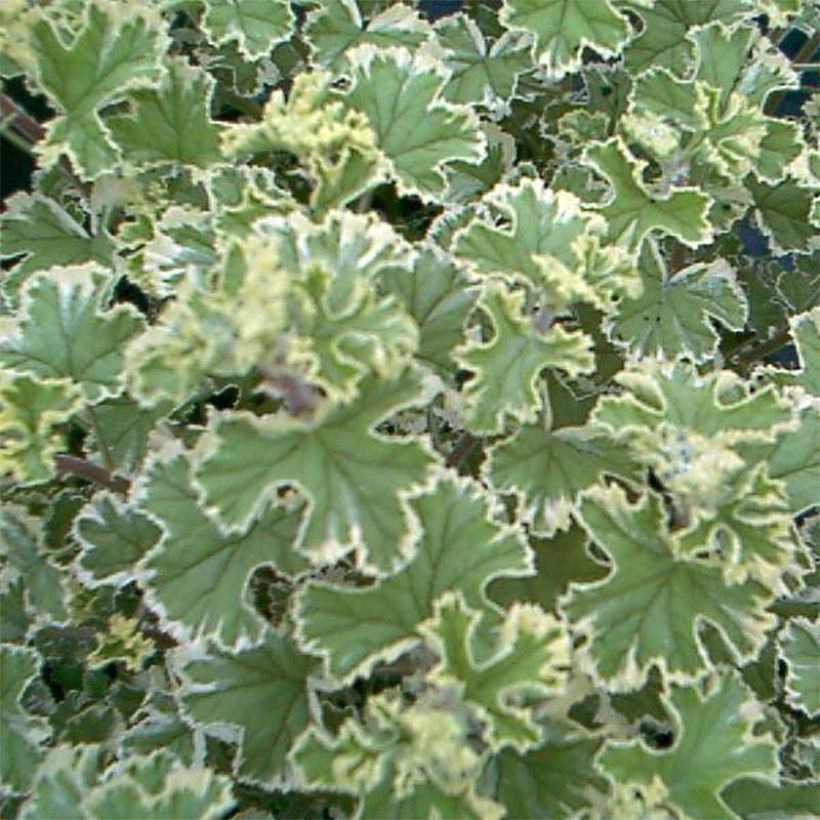 Pelargonium crispum Variegatum (Foliage)