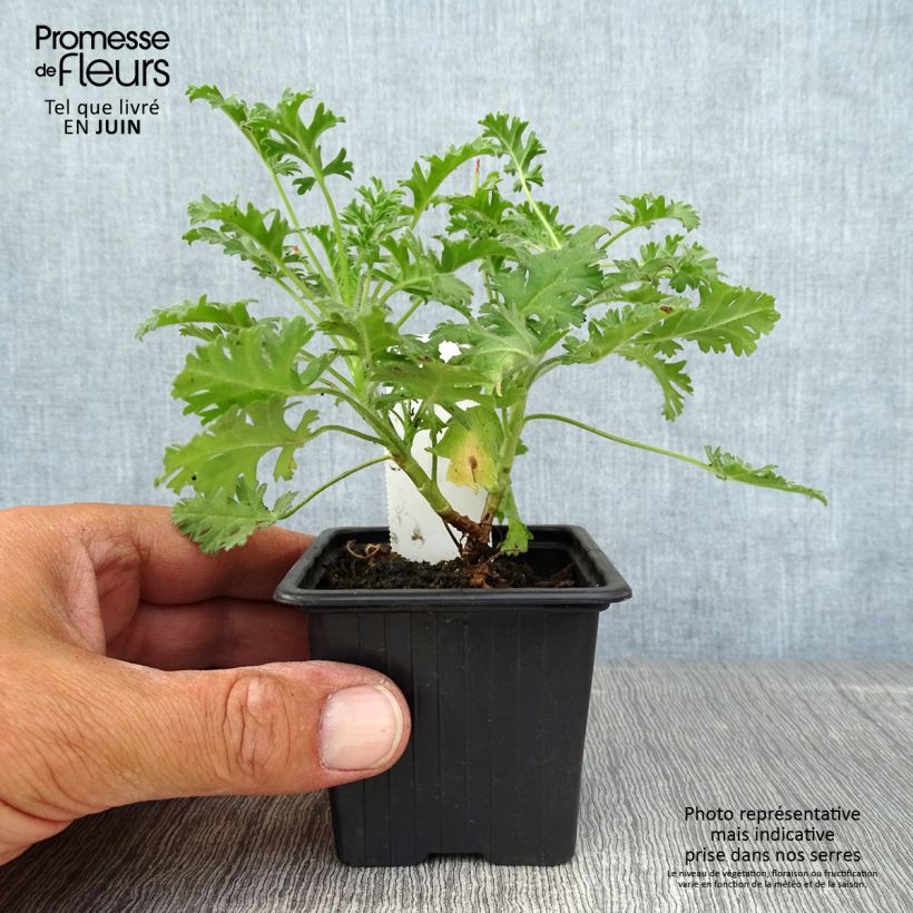Pelargonium ionidiflorum 8/9 cm pot sample as delivered in summer