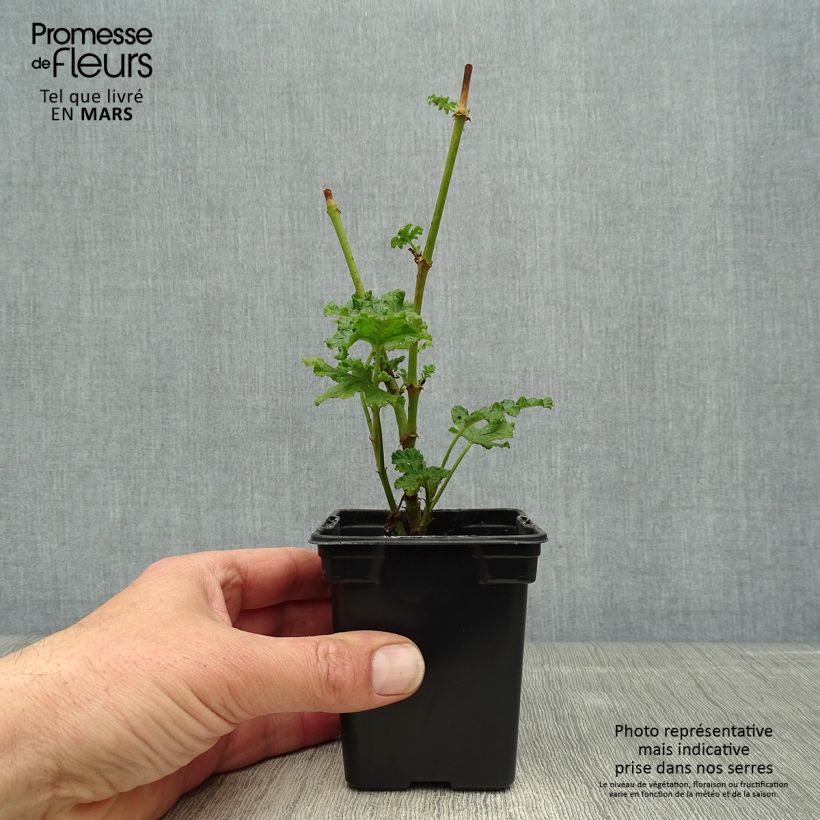 Pelargonium quercifolium sample as delivered in spring