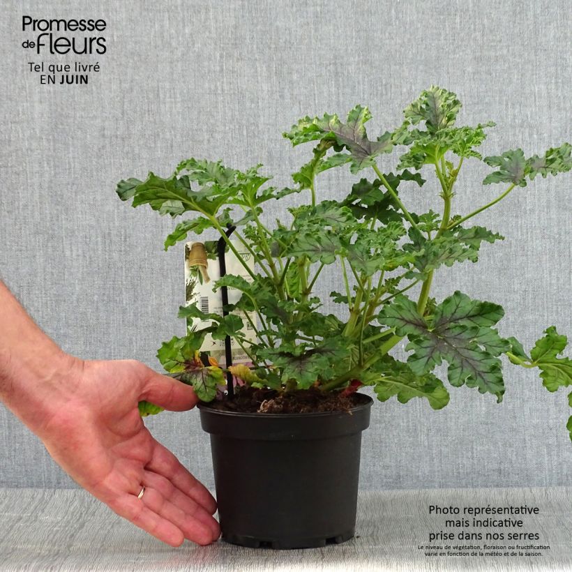 Pelargonium quercifolium Royal Oak 1.5L/2L pot sample as delivered in summer