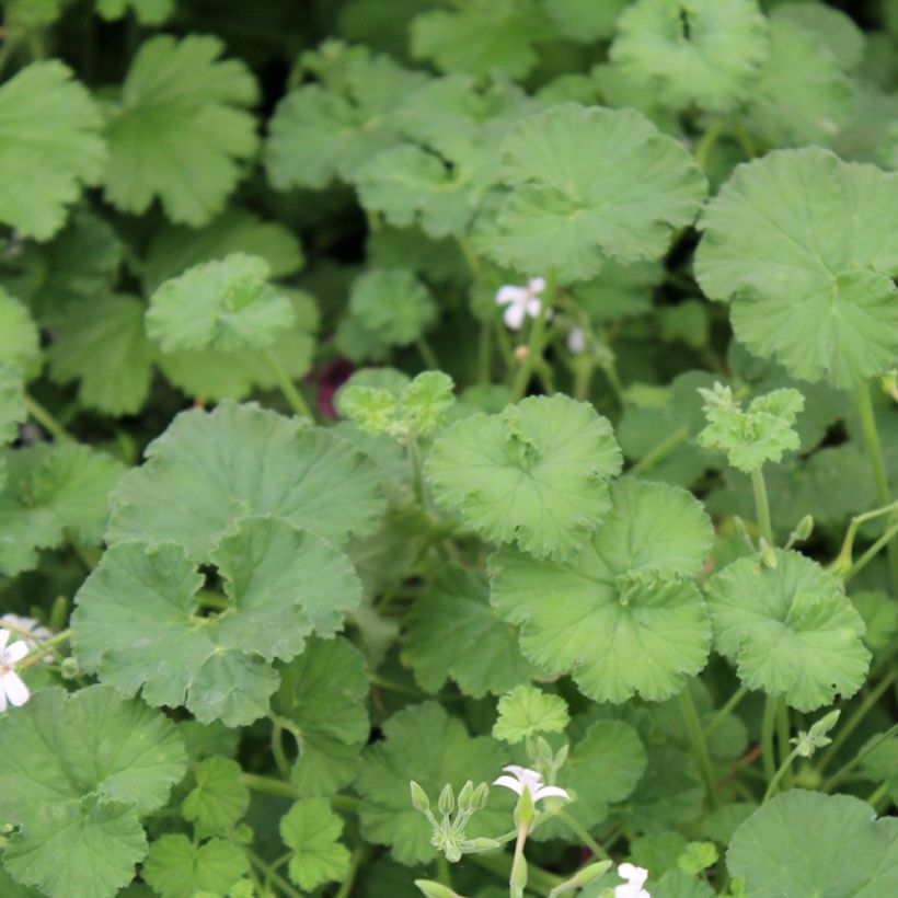 Pelargonium odoratissimum (Foliage)