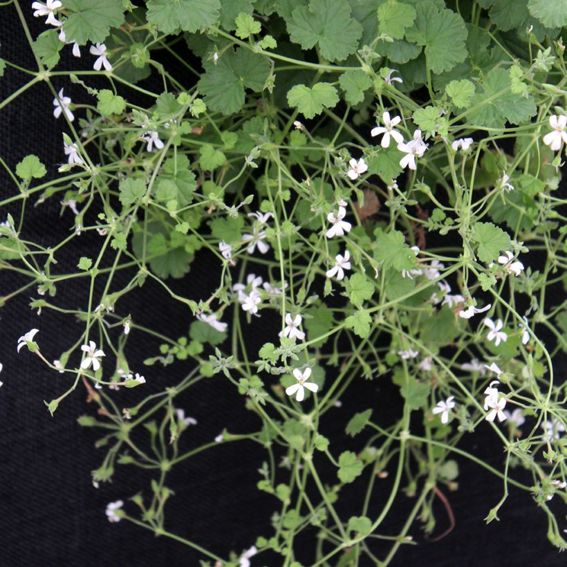 Pelargonium odoratissimum (Plant habit)