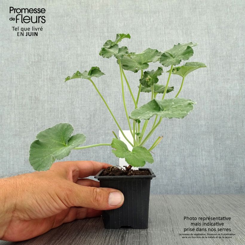 Pelargonium reniforme - Géranium botanique - Godet de 8/9 cm sample as delivered in summer