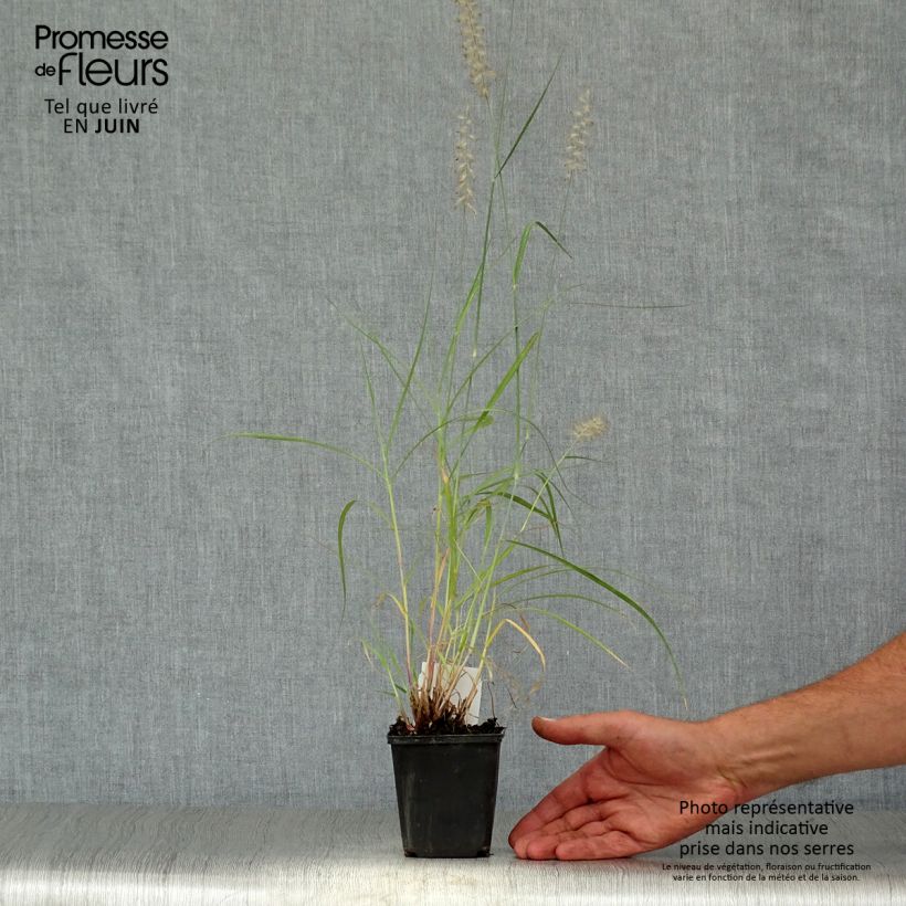 Pennisetum orientale - Oriental Fountain Grass 8/9 cm pot sample as delivered in summer
