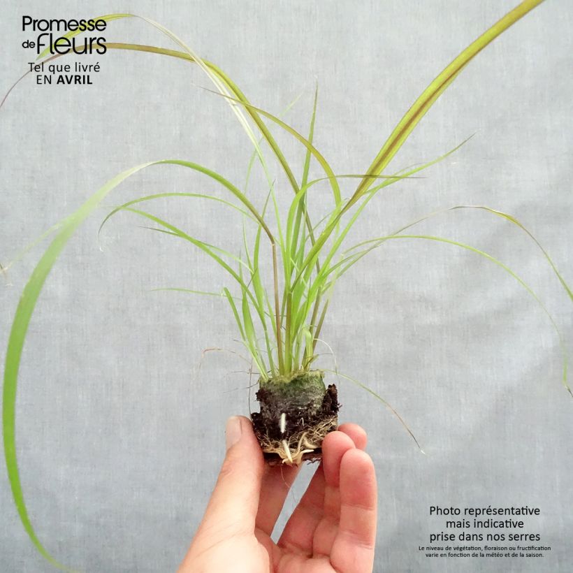 Pennisetum advena Rubrum - Purple Fountain Grass sample as delivered in spring