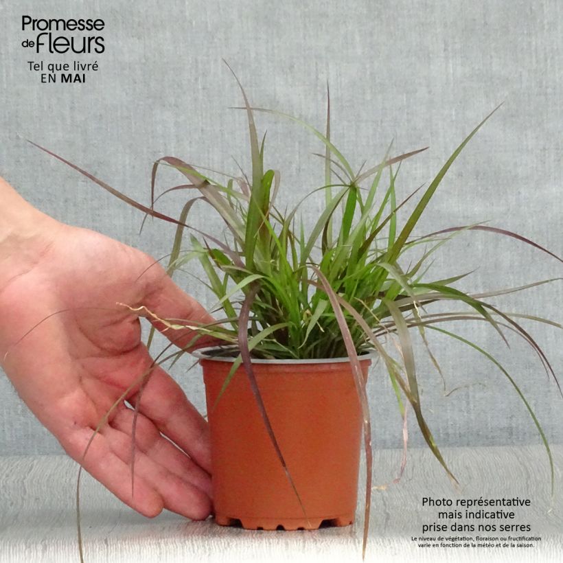 Pennisetum advena Rubrum - Purple Fountain Grass sample as delivered in spring