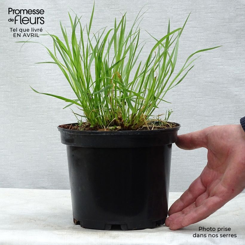 Pennisetum alopecuroïdes Moudry - Chinese Fountain Grass sample as delivered in spring