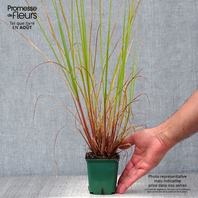 Pennisetum alopecuroïdes Cassian 8/9 cm pot sample as delivered in summer