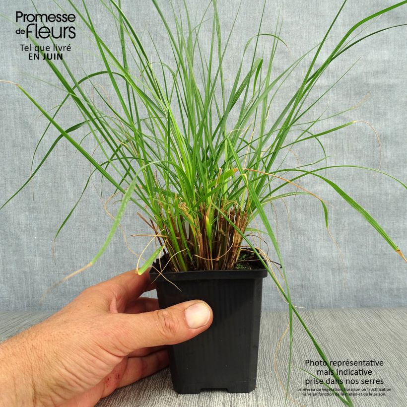 Example of Pennisetum alopecuroides Gelbstiel - Chinese Fountain Grass as you get in ete
