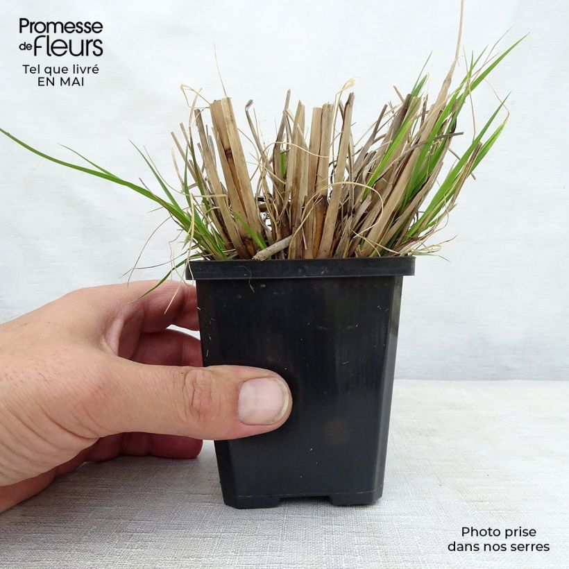 Pennisetum alopecuroides Goldstrich - Chinese Fountain Grass 8/9 cm pot sample as delivered in spring