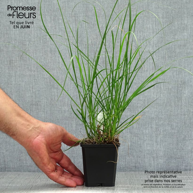 Pennisetum alopecuroides Goldstrich - Chinese Fountain Grass 8/9 cm pot sample as delivered in summer