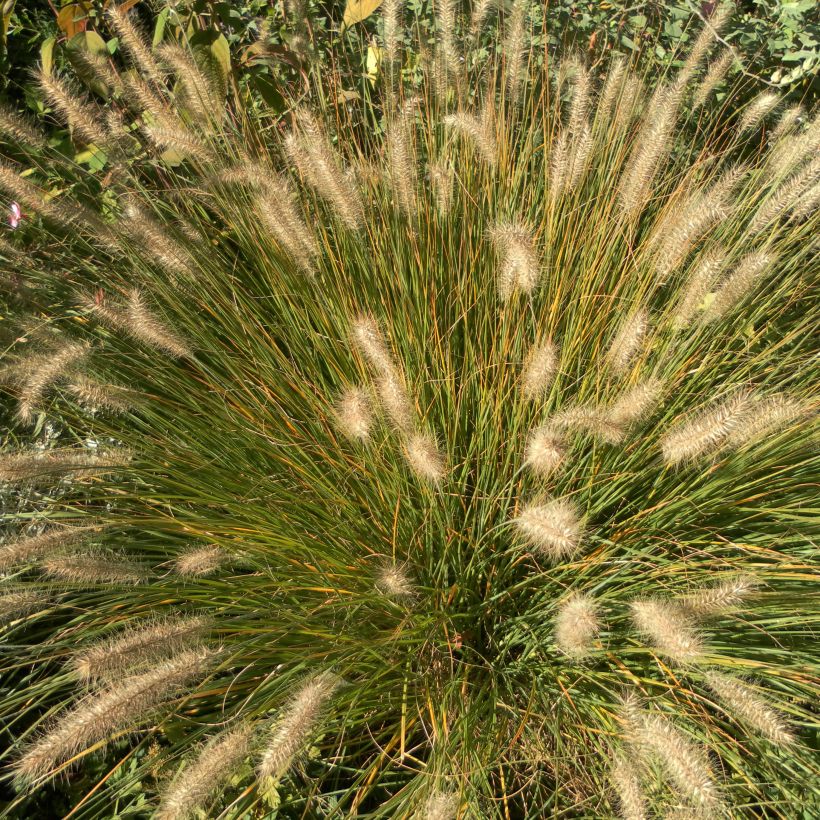 Pennisetum alopecuroides Hameln - Chinese Fountain Grass (Plant habit)