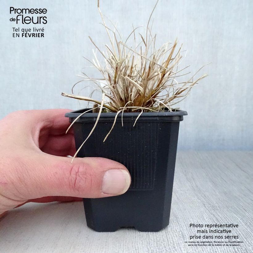 Pennisetum alopecuroides Hameln Gold - Herbe aux écouvillons dorée. Godet de 8/9 cm sample as delivered in winter