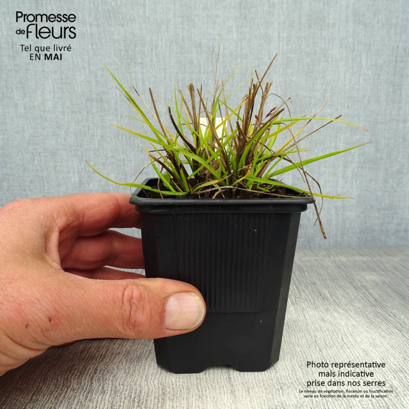 Pennisetum alopecuroïdes Hameln Gold - Chinese Fountain Grass sample as delivered in spring