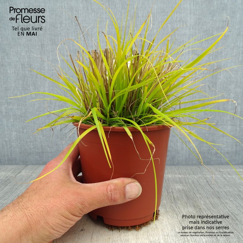 Pennisetum alopecuroïdes Hameln Gold - Chinese Fountain Grass sample as delivered in spring