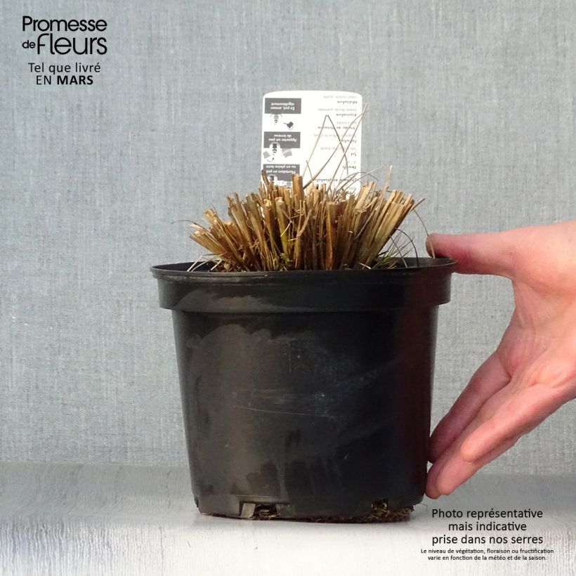Pennisetum alopecuroides Hameln - Chinese Fountain Grass sample as delivered in spring