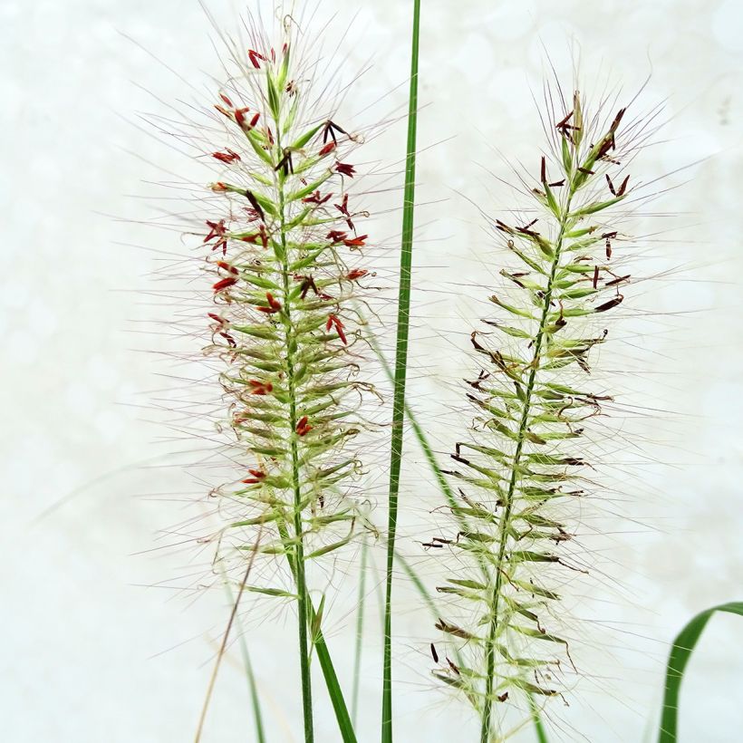 Pennisetum alopecuroides Herbstzauber - Chinese Fountain Grass (Flowering)