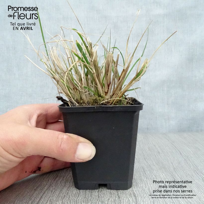 Pennisetum alopecuroides Herbstzauber - Chinese Fountain Grass sample as delivered in spring